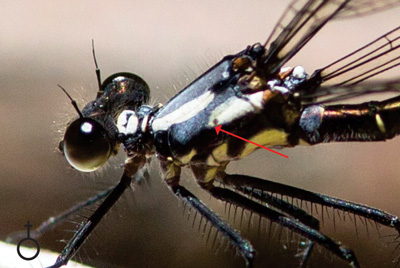 Austroargiolestes christine